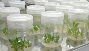 cultivo-vitro-plantas